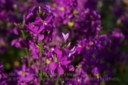 mayer_primotar_35_80-4.jpg