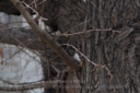 mayer_primotar_35_80-6.jpg
