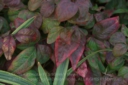 mayer_primotar_35_80-8.jpg