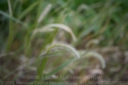SIGMA_35_14_D800E-4.jpg