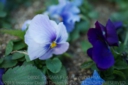 SIGMA_35_14_D800E-11.jpg