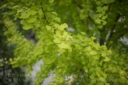 DISTAGON_T_14_50_ZF2_CZ-5.jpg