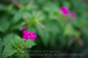 DISTAGON_T_14_50_ZF2_CZ-7.jpg