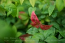 DISTAGON_T_14_50_ZF2_CZ-8.jpg