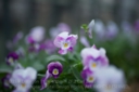 DISTAGON_T_14_50_ZF2_CZ-10.jpg